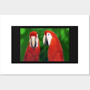 Macaws Posters and Art